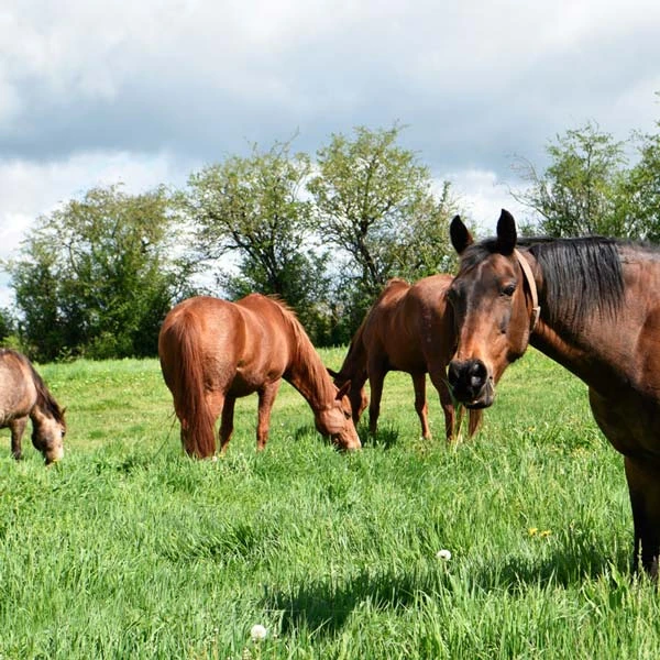Pension pour chevaux à Busset, Allier